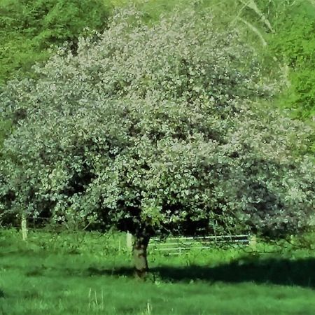 Bramley Cottage Holidays Chichester Esterno foto